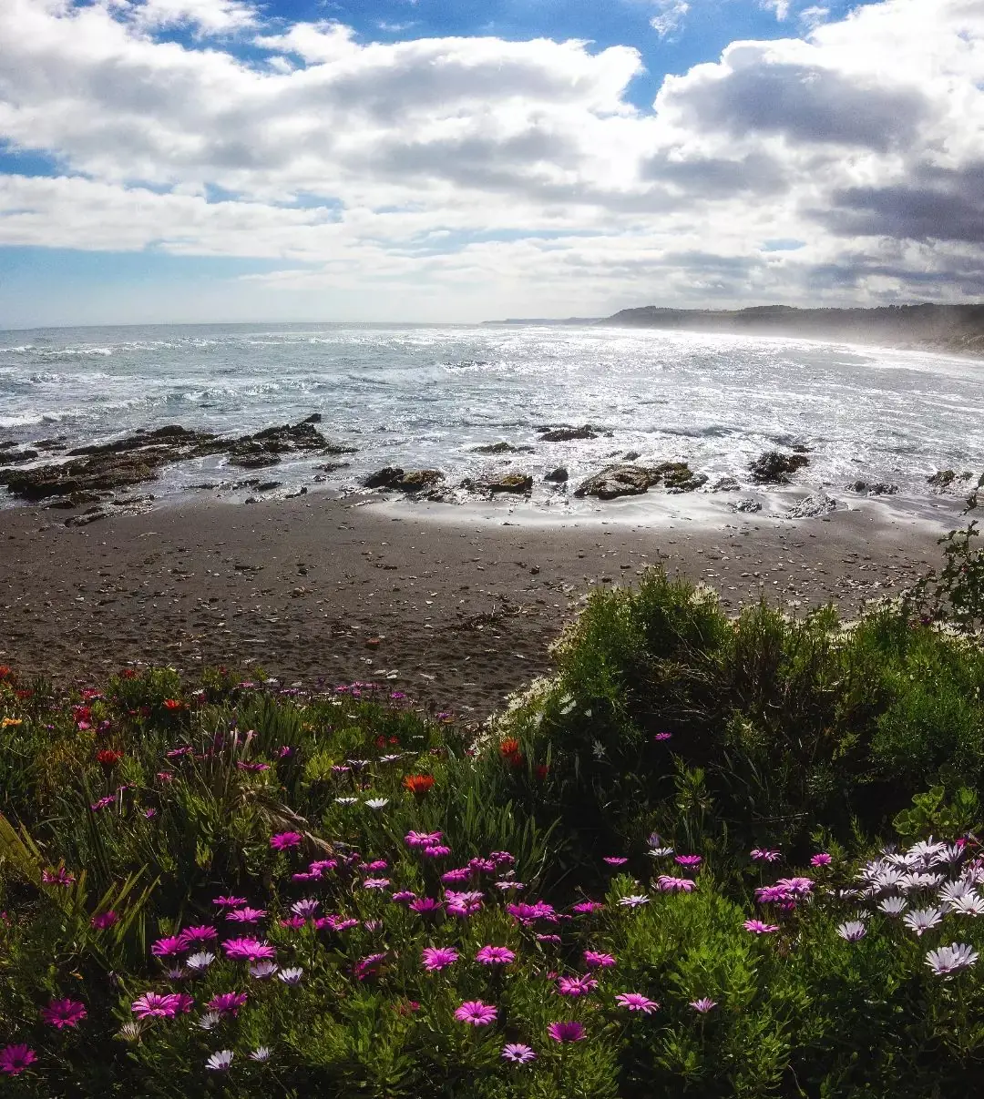 Flores silvestres junto al mar