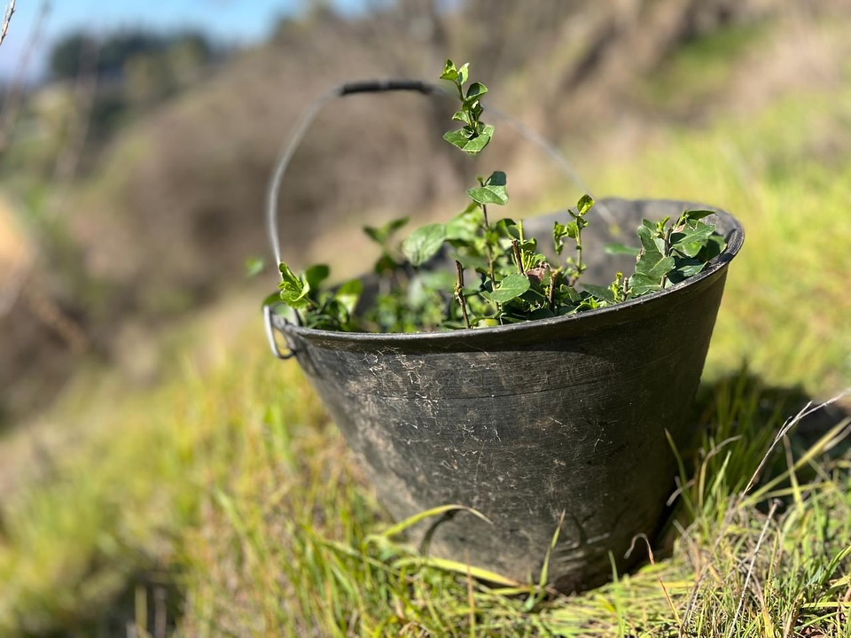 Realizan reforestación de 1.200 árboles nativos en Cerro Condell