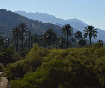 La palma chilena: un árbol antiguo del paisaje y memoria de Chile central