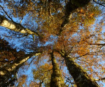 Robles de Chile: Descubriendo un patrimonio de nuestras tierras