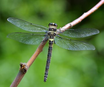 Los insectos de Chile y su importante labor ambiental